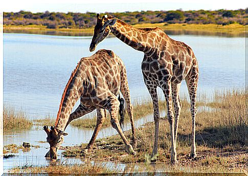 a pair of giraffes drink in a pond in the savannah