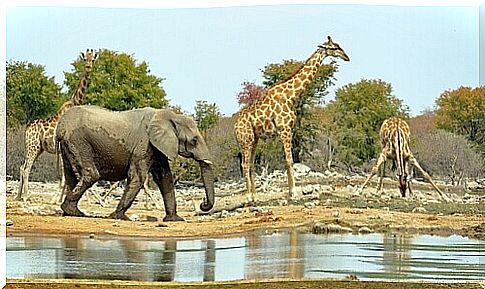 some giraffes with an elephant beside them