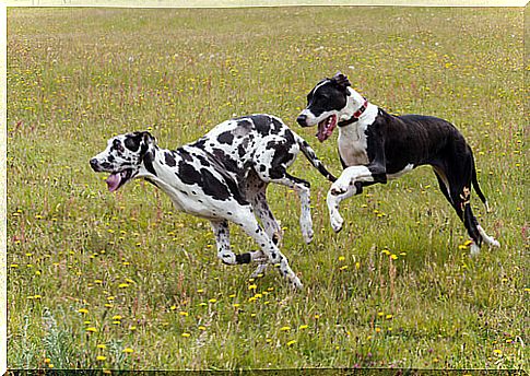 Guide dog takes care of a blind Great Dane