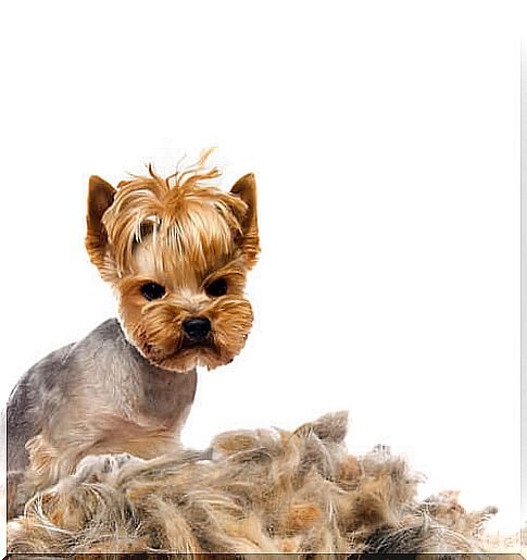 Hair loss in dogs: causes and treatment