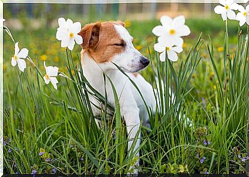 Dog in the meadow with flowers