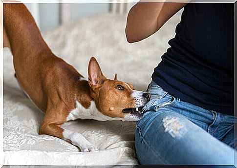 Has your dog tried to bite you?  Causes and solutions