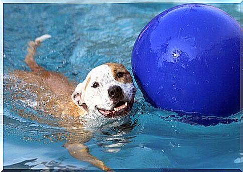 Having a swimming pool in the house and animals to have fun with