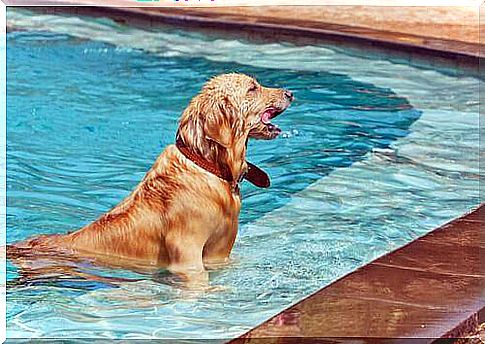 Dog bathing in the pool 