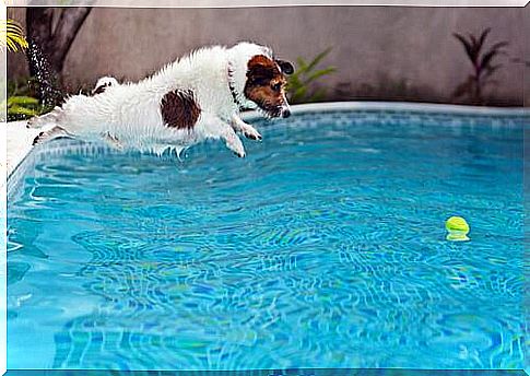 Dog jumping into the pool to catch the ball 