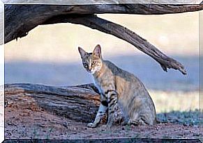 Cats world.  African wildcat: the ancestor of American domestic cats.