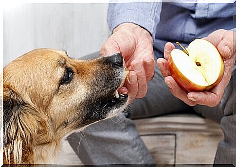 dog-eating-apple