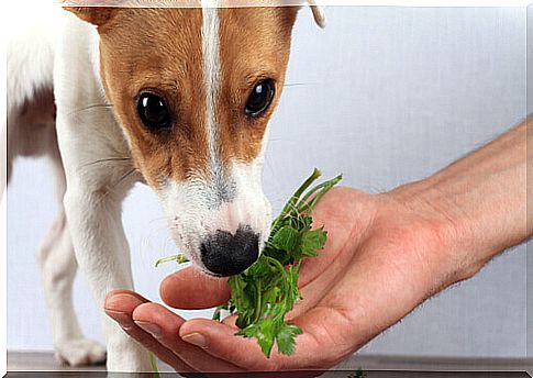 dog-eats-vegetables