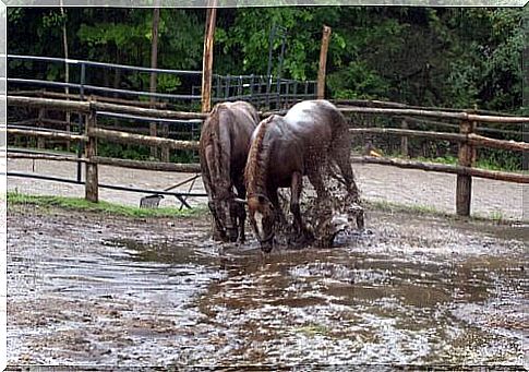 Horses that survived a flood give birth: the miracle of life