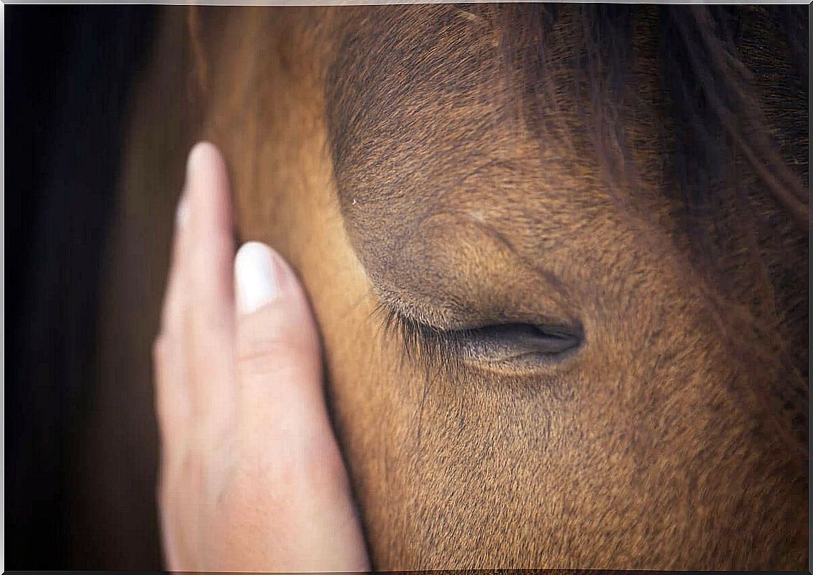 A sad horse receives a caress.