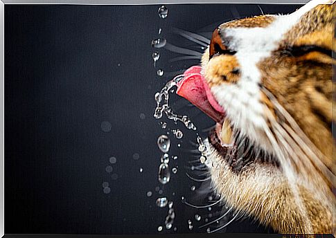 How much water should the cat drink?