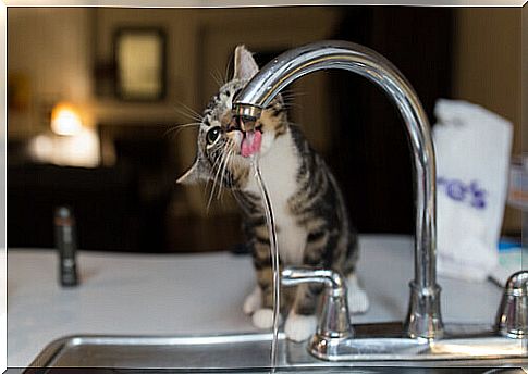 A cat drinks water from the tap.