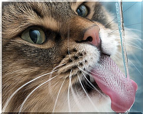 A cat drinks fresh water