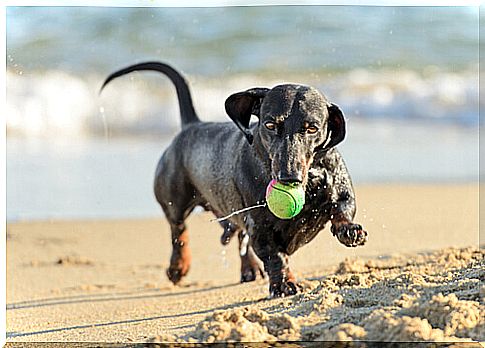 dachshund plays with the ball on the beach