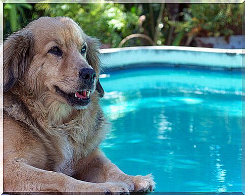 How to bathe in the pool with your dog