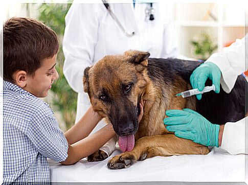 Dog with baby at the vet