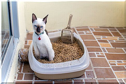 cat in the litter box on the porch