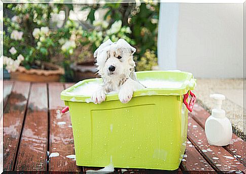 How to choose the right shampoo for your dog