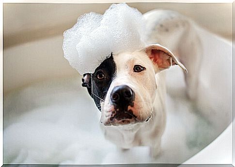 shampoo-for-the-dog