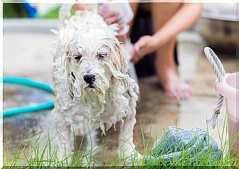 bath-the-dog