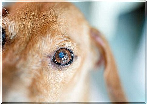 Dog's eye seen up close