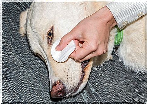 Person cleans tear stains from his dog