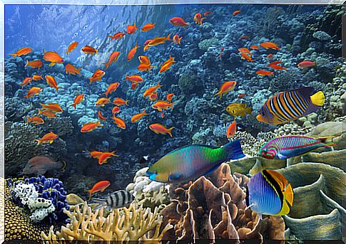 a school of tropical fish in the wild near the coral reef