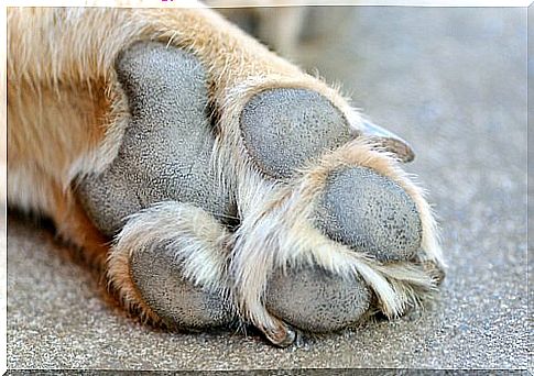 How to heal dog fingertip injuries