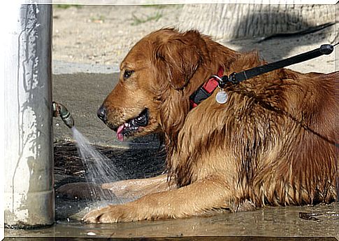 How to protect your dog from heat stroke