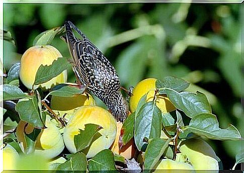 How to keep birds away from the garden