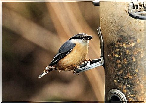 Bird resting on an artificial nest