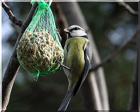 Great tit eats seeds from a small bag