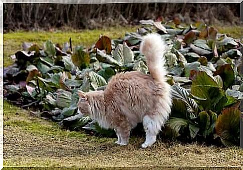 Cat peeing in the leaves