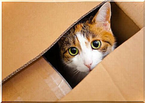 Cat inside a box