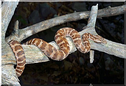 a snake perched on a tree branch