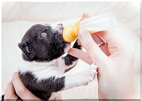 puppy drinks milk from the bottle