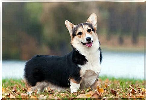 How to take care of the Welsh Corgi (Pembroke)