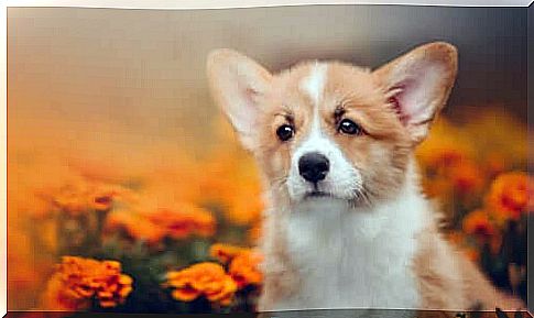 Corgi Pembroke.