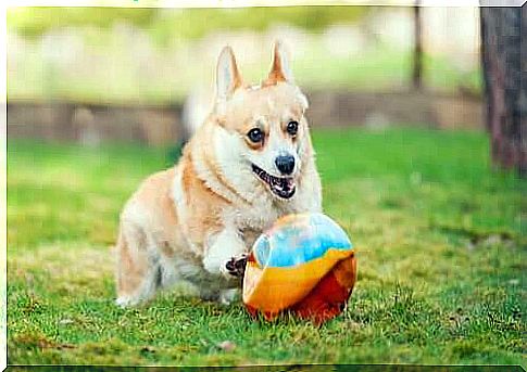 Dog playing with the ball.