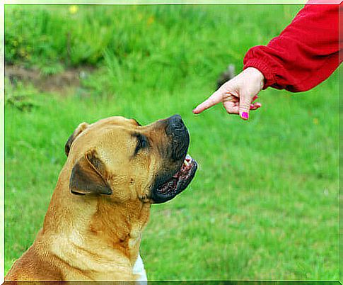 Dog and seated command