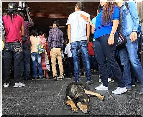 Hundreds of dogs are abandoned by the faithful in the basilica