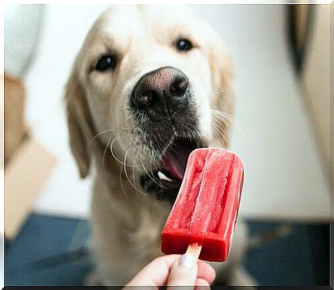 Ice cream for dogs: easy and refreshing recipes