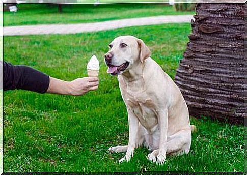 Dog and ice cream