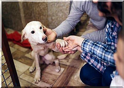 Stall for a dog