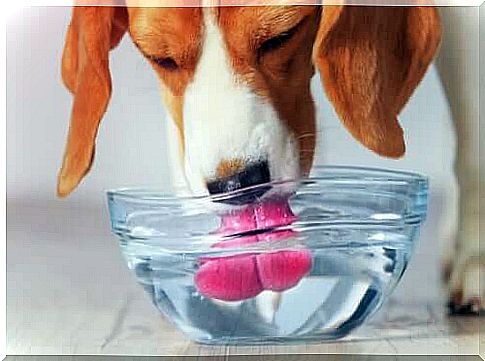 Importance and benefits of water for dogs