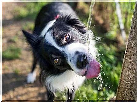 Water for dogs: dog drinking from a fountain.