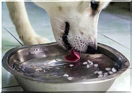 Dog drinking water from a bowl.