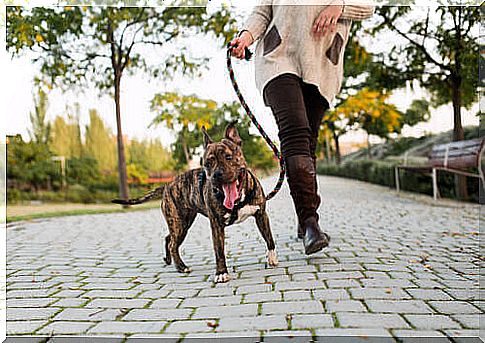 Dog for a walk with the owner.