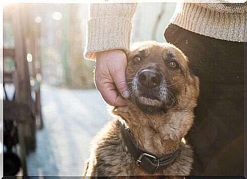 master strokes dog on the muzzle