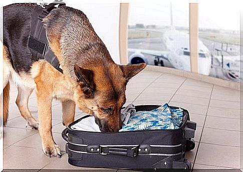 Drug dog sniffs suitcase 